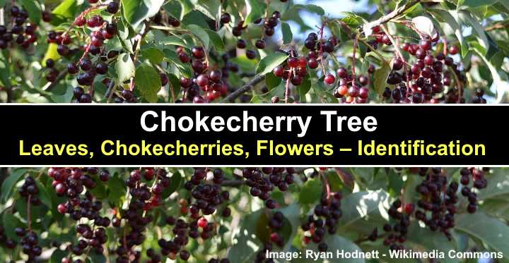 Chokecherry Tree: Leaves, Fruit, Flowers (Pictures) – Identification