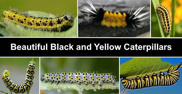 small black caterpillar with yellow stripes curled in leaf