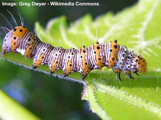 39 Florida Caterpillars: A Visual Identification Guide