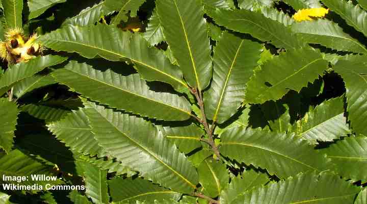 Castanea sativa leaves