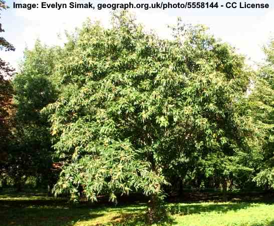 Sweet Chestnut or Spanish Chestnut Tree (Castanea sativa)