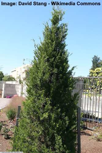 Virginian Juniper - (Juniperus virginiana)