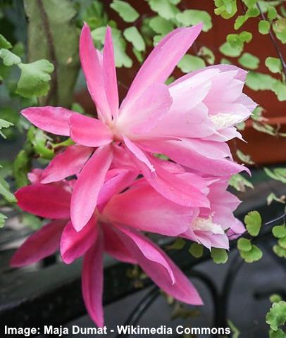 Orchid Cactus (Epiphyllum): Types, Flowers (Pictures) – Identification