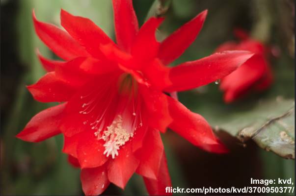 Orchid Cactus (Epiphyllum): Types, Flowers (Pictures) – Identification