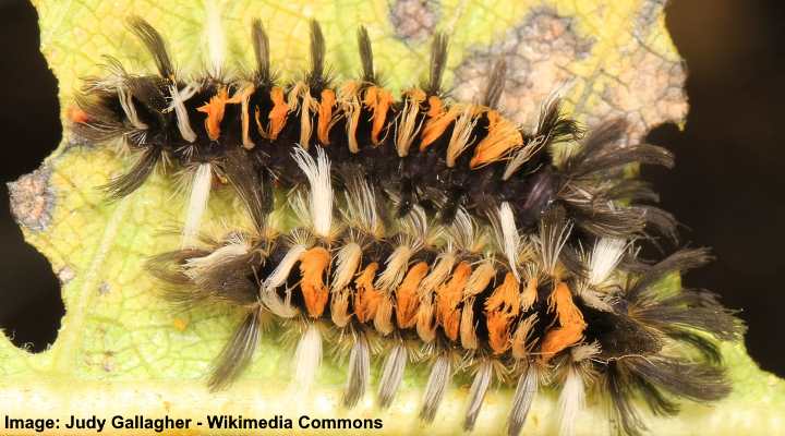 Milkweed Tiger Moth Caterpillar (Euchaetes egle)