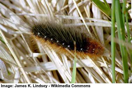 Garden Tiger Moth Caterpillar (Arctia caja)