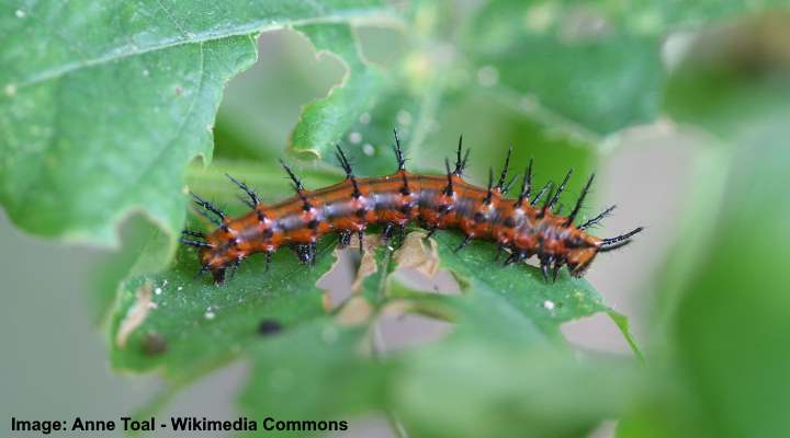 Black And Orange Caterpillars With Pictures Identification