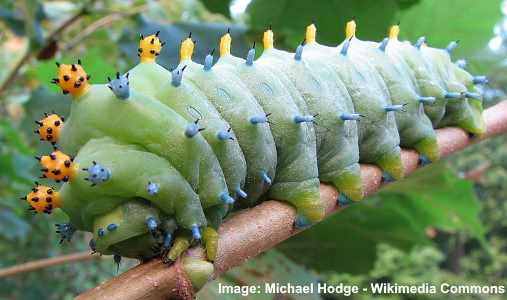 Hyalophora cecropia caterpillar