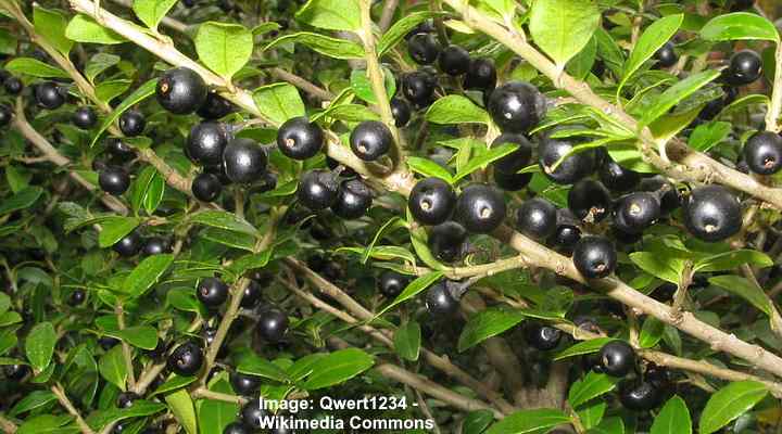 Ilex crenata berries