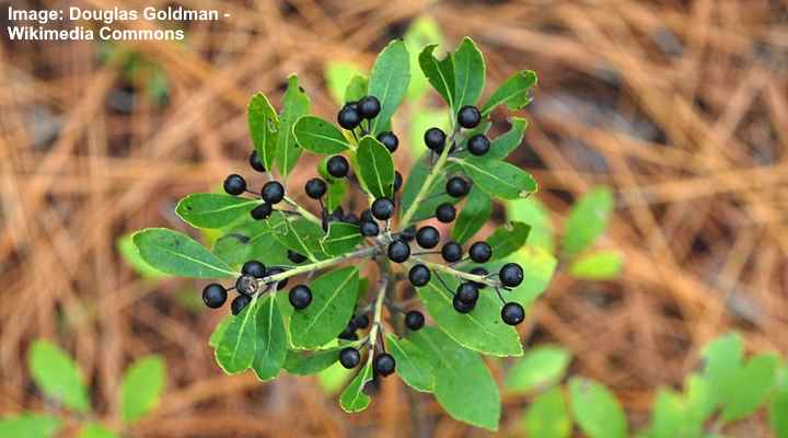 Ilex glabra berries