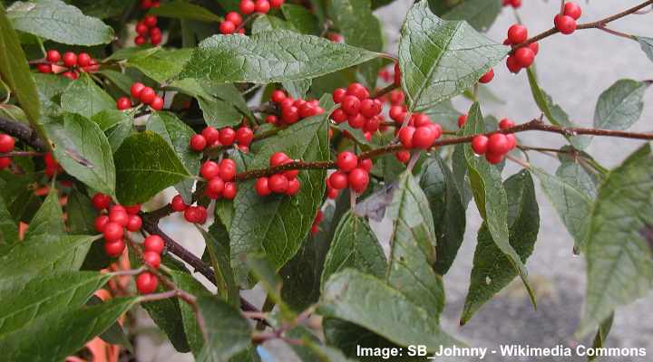 Winterberry Holly (Ilex verticillata)