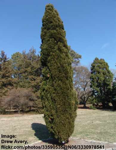 Juniperus chinensis ‘Spartan’