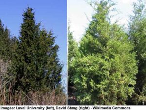 21 Juniper Trees and Shrubs: Types, Leaves, Berries (Pictures ...