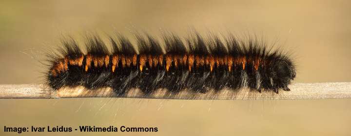 Fox Moth Caterpillar (Macrothylacia rubi)