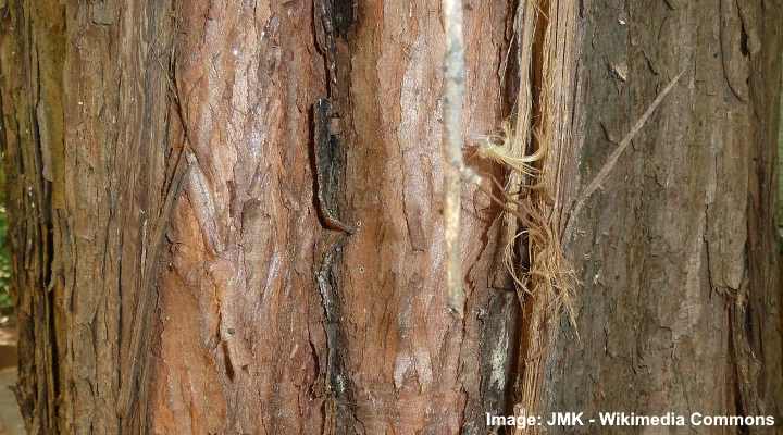 Metasequoia glyptostroboides bark