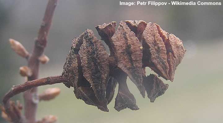 Metasequoia glyptostroboides cone