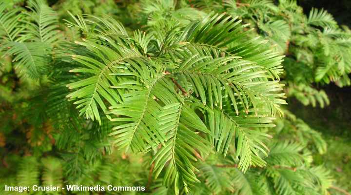 Metasequoia glyptostroboides leaves