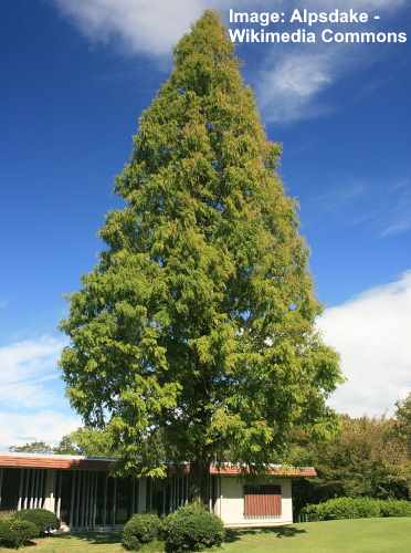 Dawn Redwood (Metasequoia glyptostroboides)