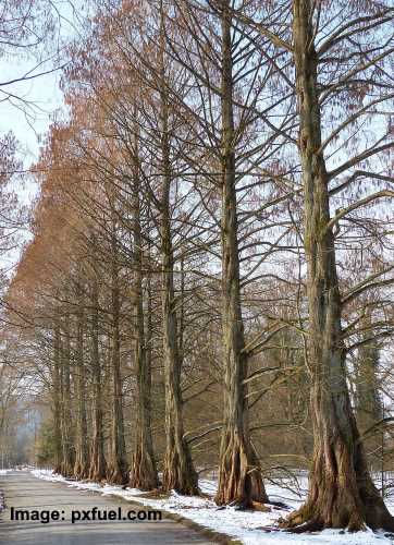 Metasequoia glyptostroboides