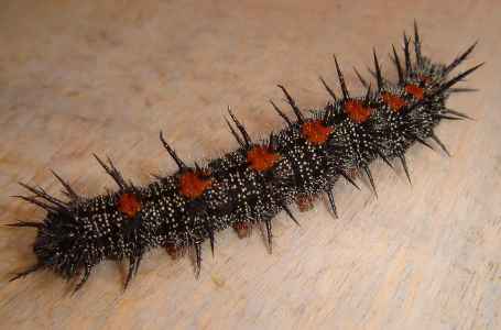 Mourning Cloak Caterpillar (Nymphalis antiopa)