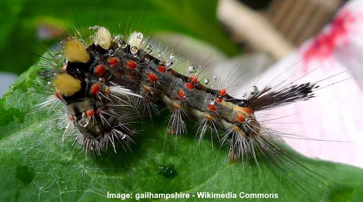 Rusty Tussock Caterpillar (Orgyia antiqua)