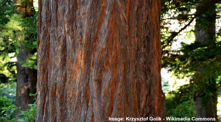 Sequoia sempervirens bark