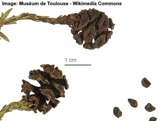 Sequoia sempervirens cones and seeds