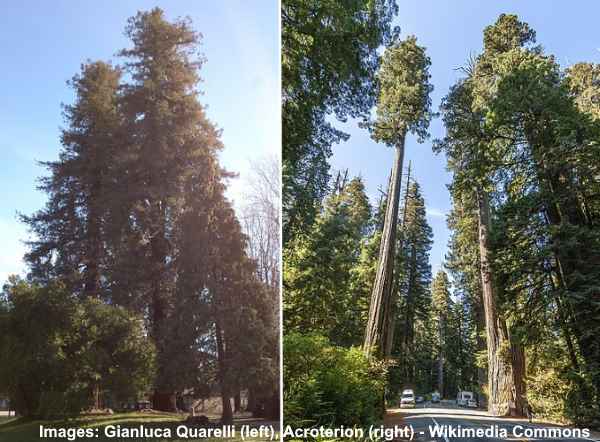 California Redwood or Coast Redwood (Sequoia sempervirens)