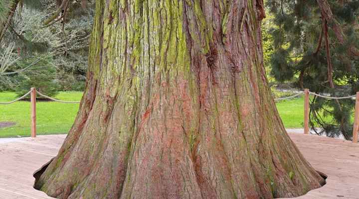 Sequoiadendron giganteum bark