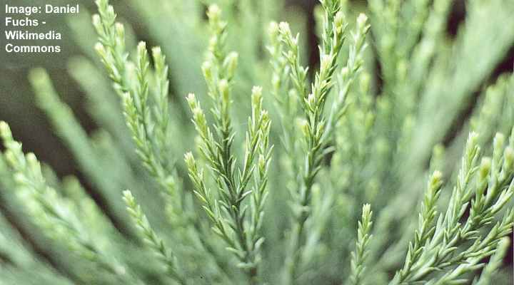 Sequoiadendron giganteum leaves