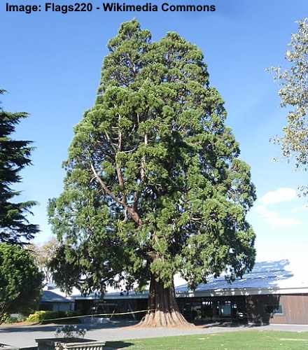 Giant Redwood or Giant Sequoia (Sequoiadendron giganteum)