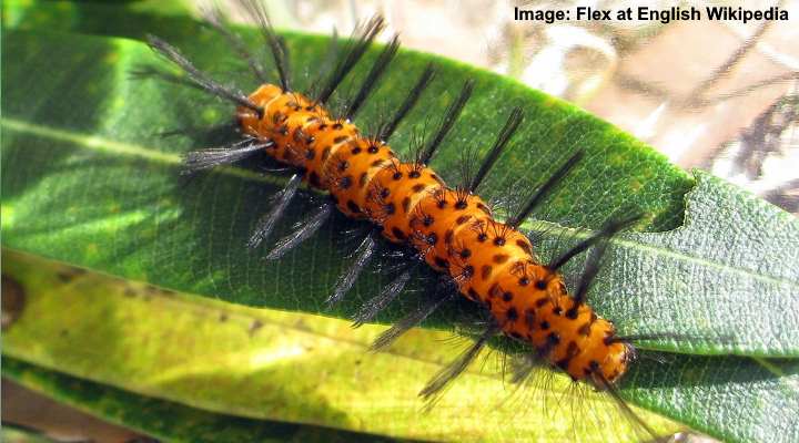 Oleander Caterpillar (Syntomeida epilais)