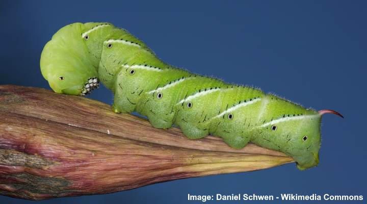 Tobacco Hornworm (Manduca sexta)