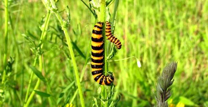 Cinnabar Moth Caterpillar (Tyria jacobaeae)