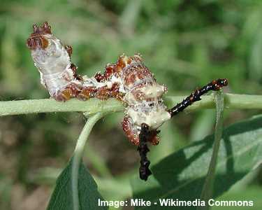 White Admiral Caterpillar (Limenitis arthemis)