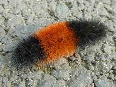 Wooly Bear 