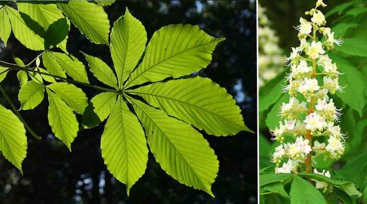horse chestnut leaves and flowers