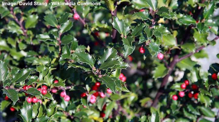 Holly Trees And Bushes: Types, Leaves, Flower, Berries (Pictures ...