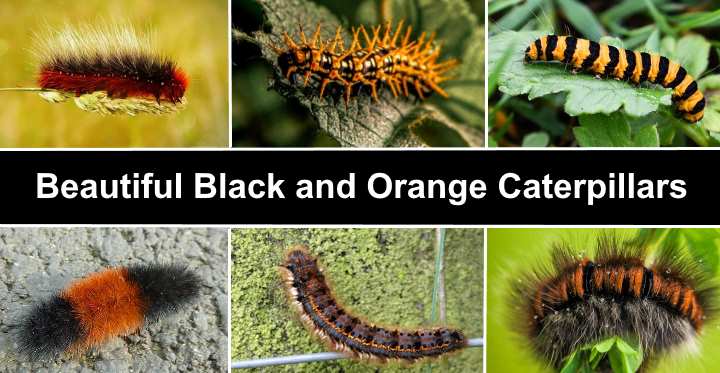 Black And Orange Caterpillars With Pictures Identification