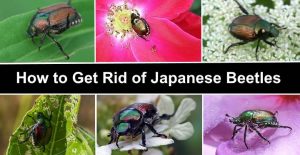 Japanese Beetles: How to Get Rid, Control, and Kill Japanese Beetles