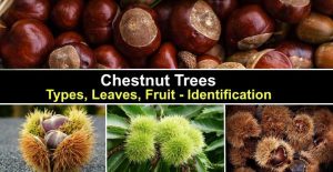 Chestnut Trees: Types, Leaves, Fruit - American, European and More ...