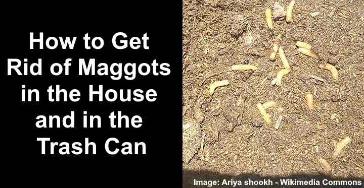 how to kill maggots in garbage bin