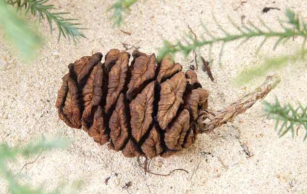 redwood cone