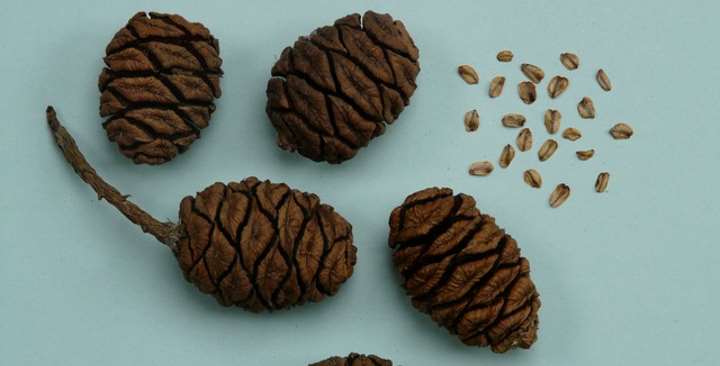 sequoia cones and seeds