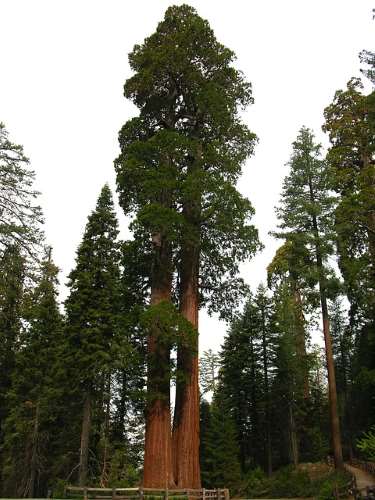 Giant Redwood Tree sequioadendron giganteum Plant 15-20cm Mammut Tree sequoie