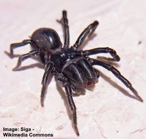 all black house spider