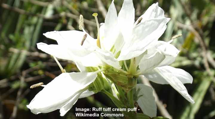 Anacacho Orchid Tree (Bauhinia lunarioides)