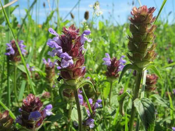 Common Self-Heal (Prunella vulgaris)
