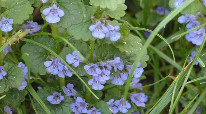 16 Creeping Lawn Weeds: Identification and Control (With Pictures)