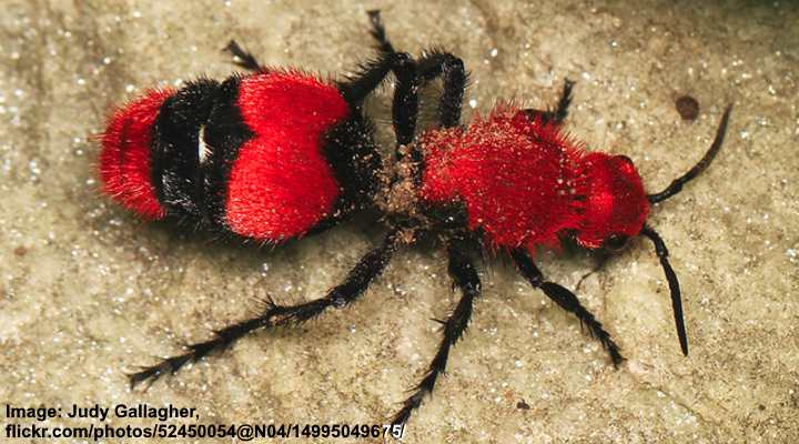 Eastern Velvet Ant (Dasymutilla occidentalis)